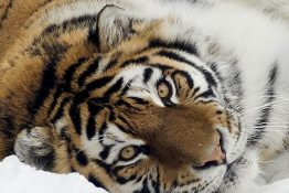 Ogród Zoologiczny - Kraków 